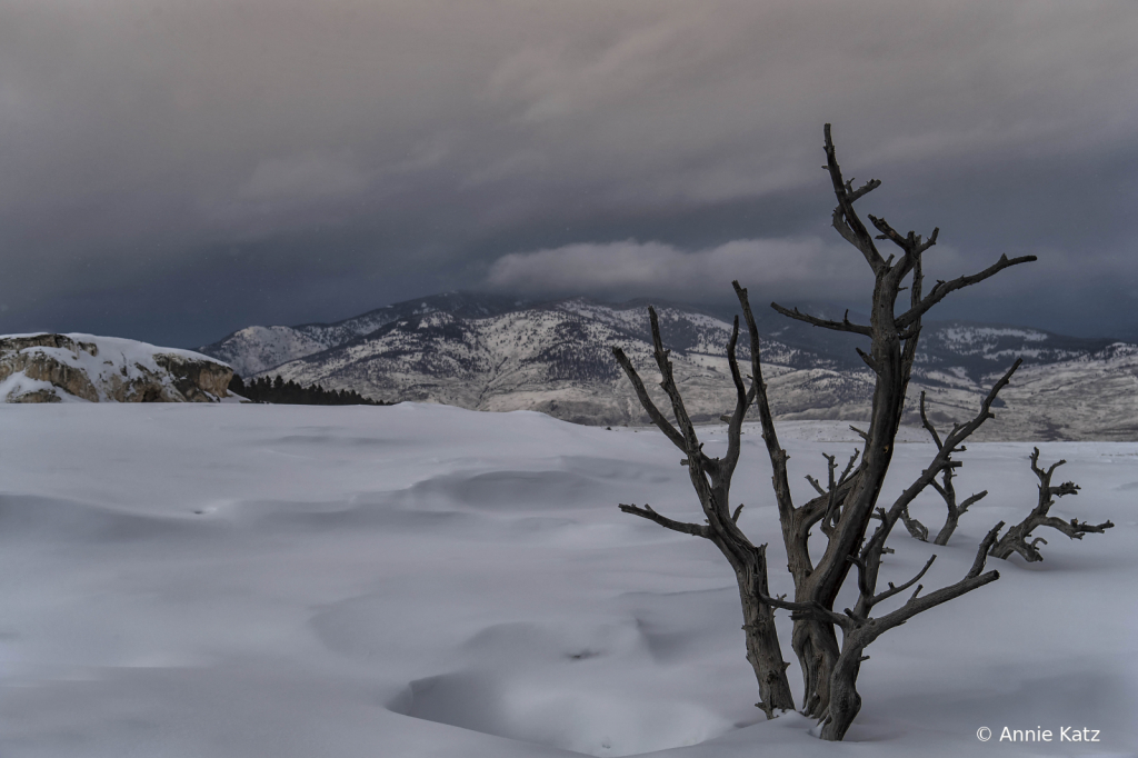 YellowstoneWinter - ID: 15794617 © Annie Katz