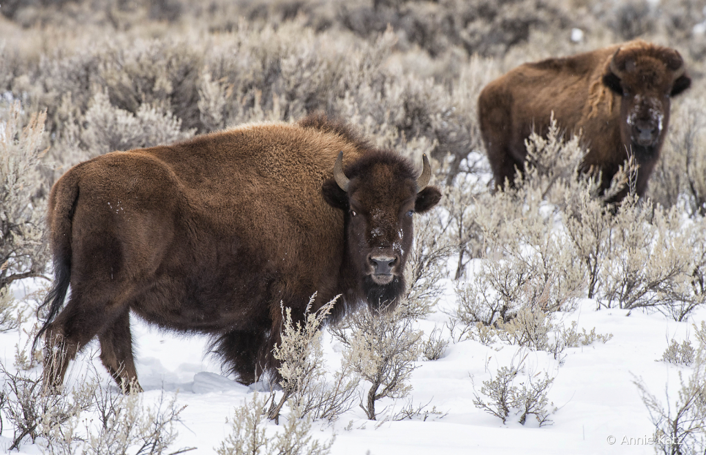 YoungBison - ID: 15794619 © Annie Katz