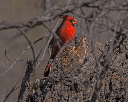 Arizona Cardinal