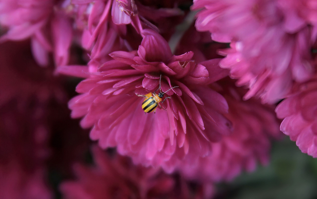 Yellow Bug