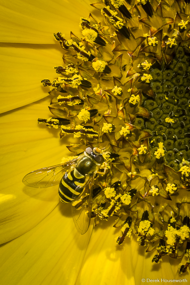 Common Hoverfly