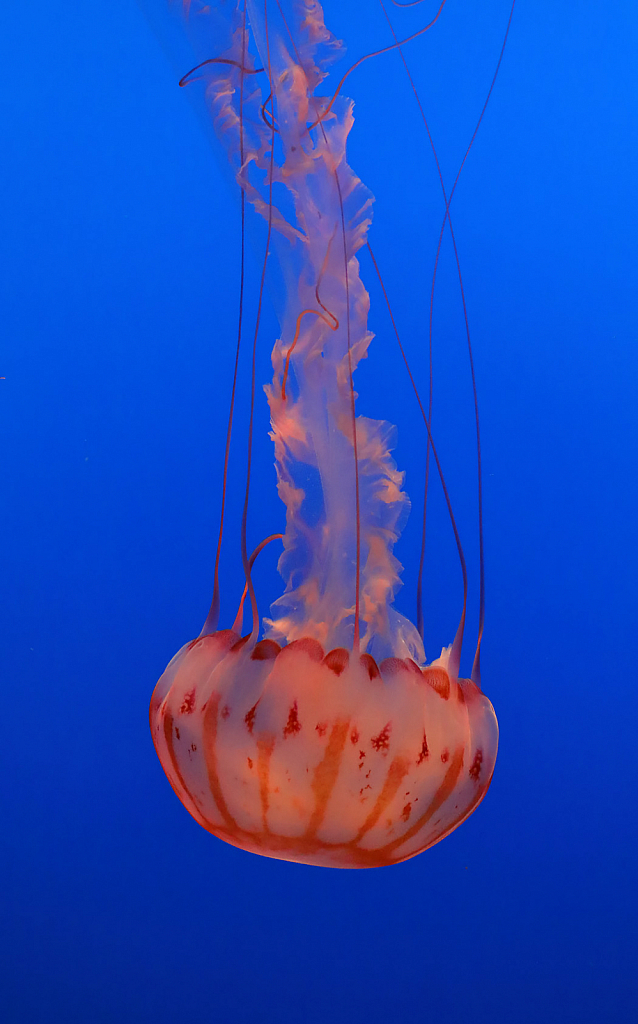 Purple Striped Jellyfish