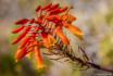 Aloe