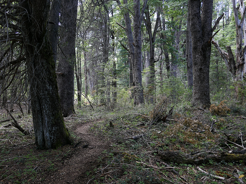 Old growth forest