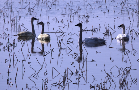 Trumpeter Swans