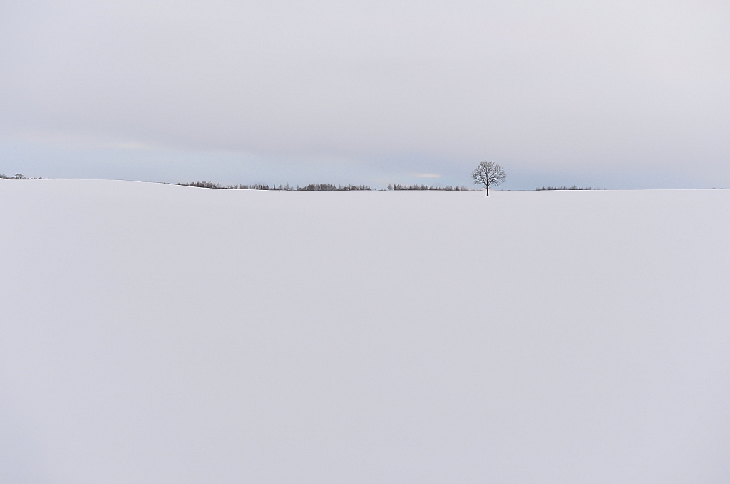 Tree in the Snow - ID: 15796661 © Kitty R. Kono