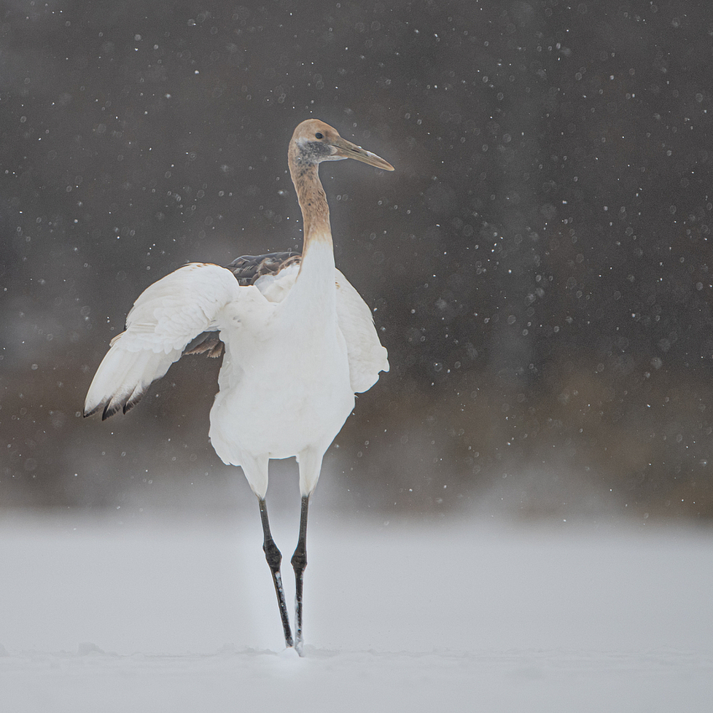 Juvenile Red Crowned Crane in the Snow