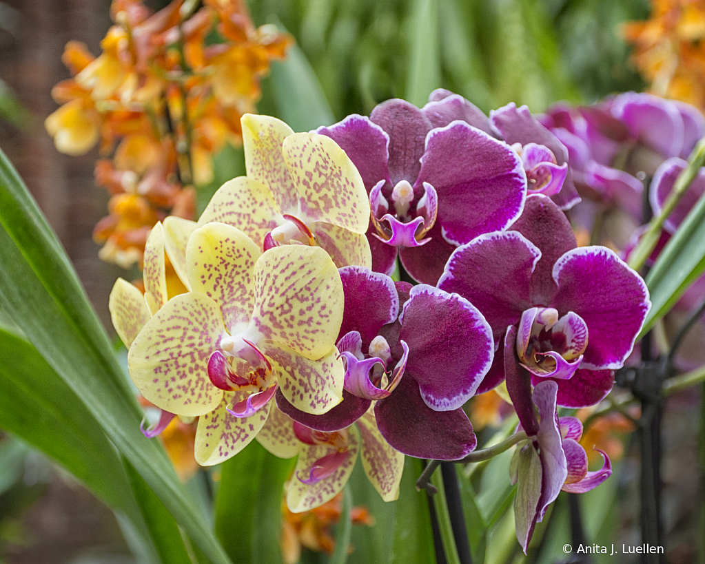 Orchids