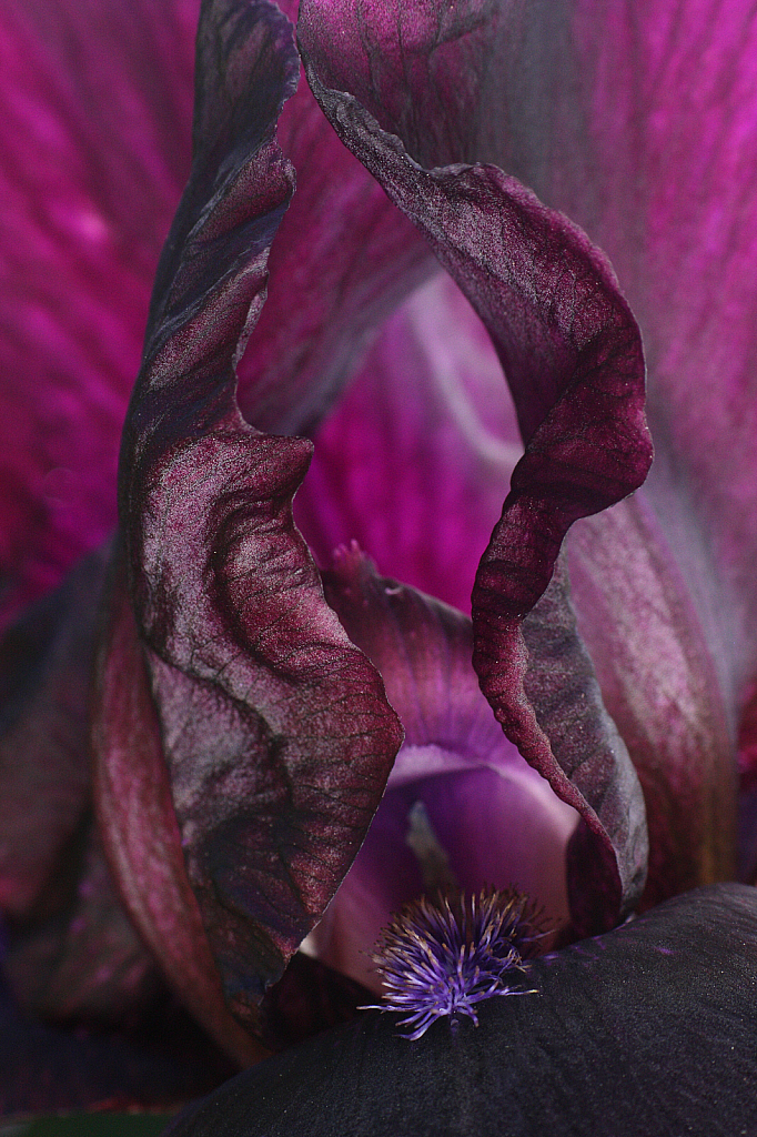 Purple iris close-up #2