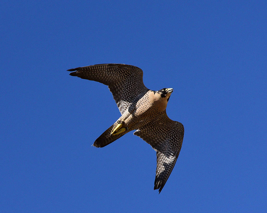 Peregrine Falcon - ID: 15796706 © William S. Briggs
