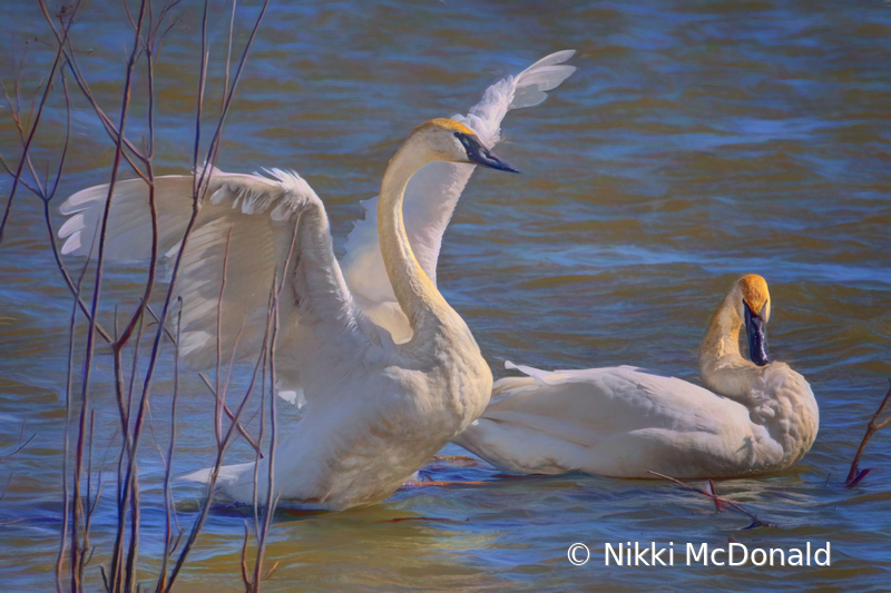 Trumpet of the Swan