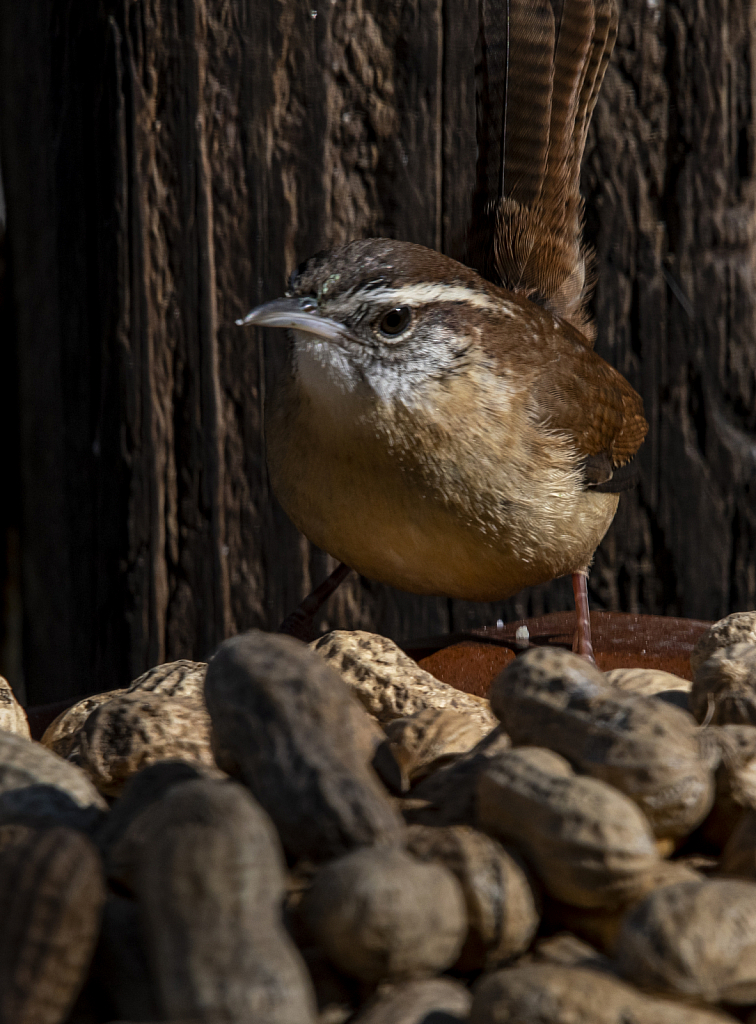 Carolina Wren