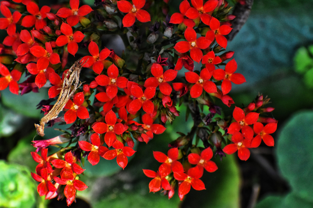 LITTLE RED FLOWERS