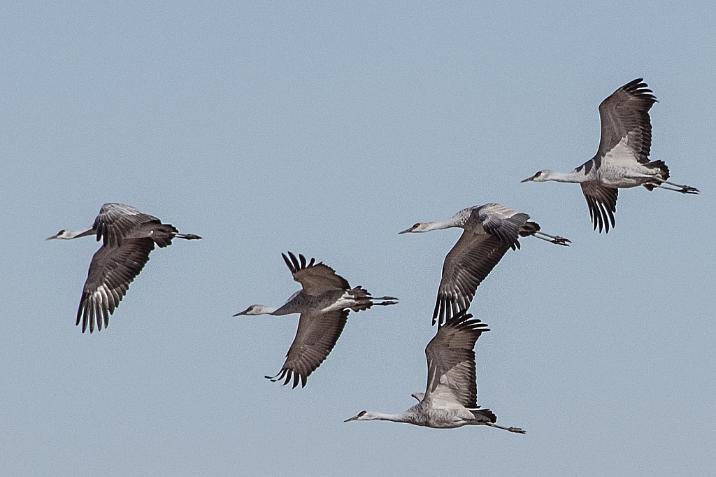 Sandhill Cranes In Formation