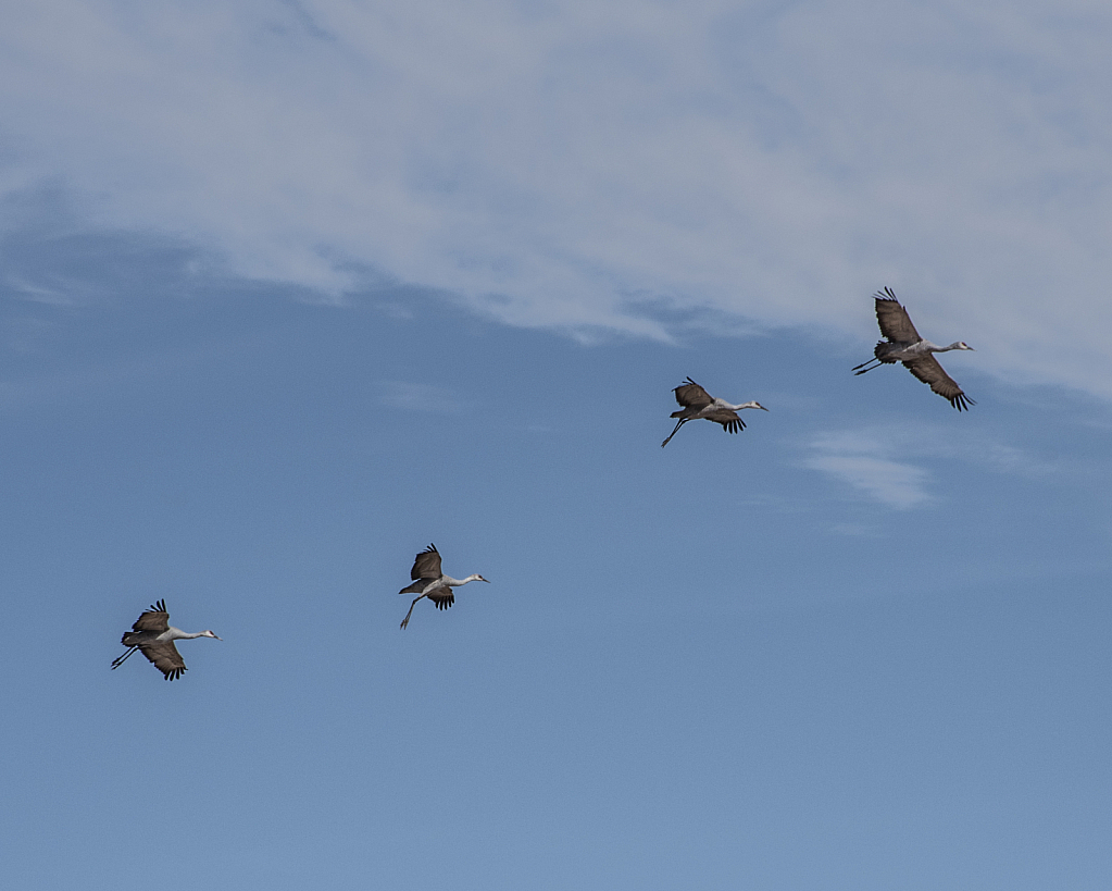 Sandhill Cranes In Flight - ID: 15796631 © William S. Briggs