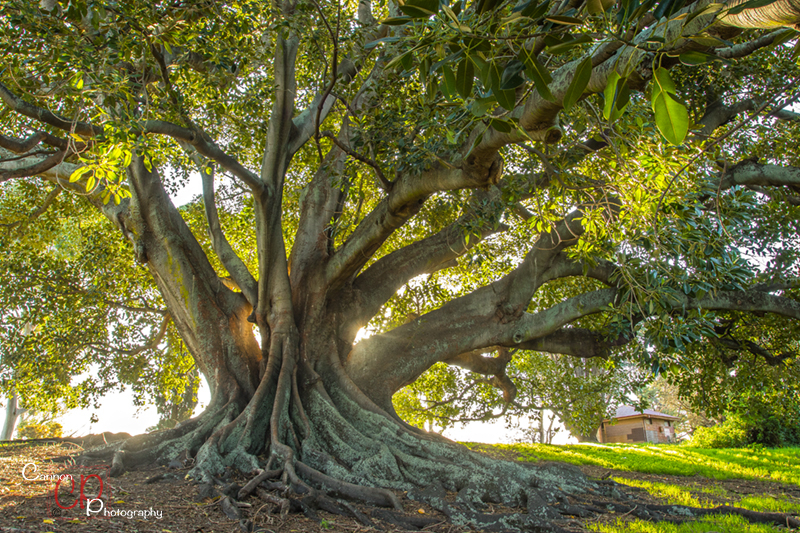 Tree of Life