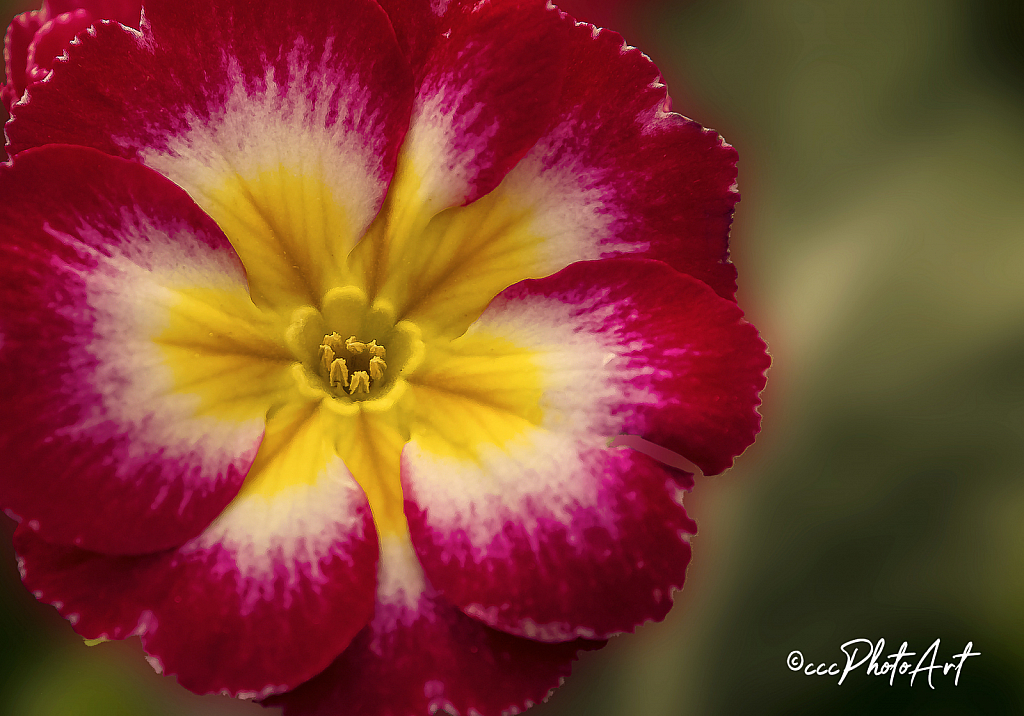 Chiefs Primrose - ID: 15796748 © Candice C. Calhoun