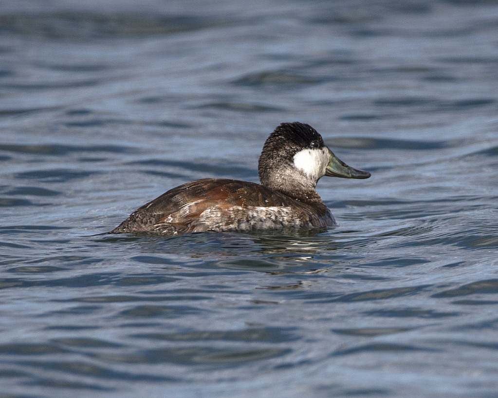 Ruddy Duck - ID: 15797402 © William S. Briggs