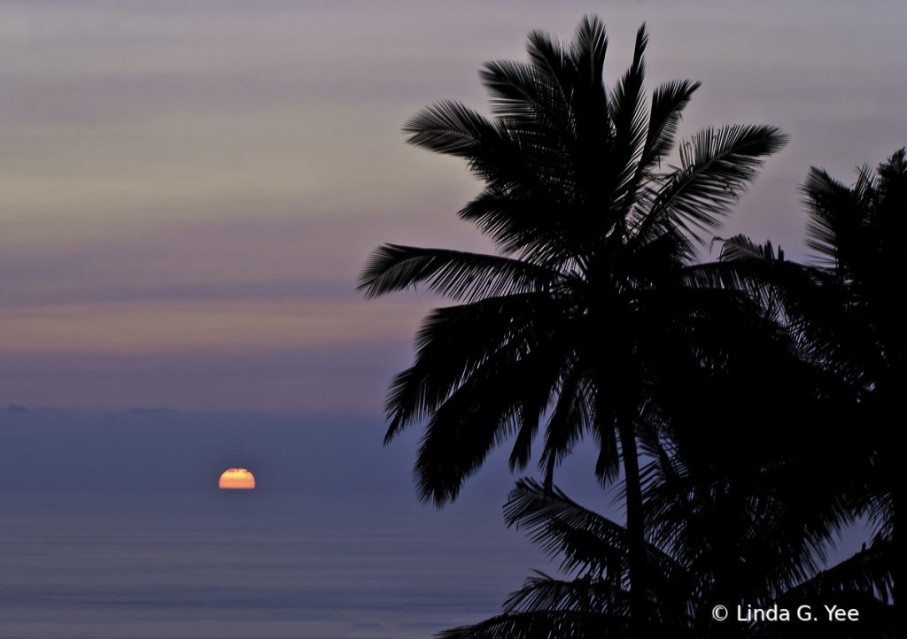 Palm Tree Silhoutte at Sunset