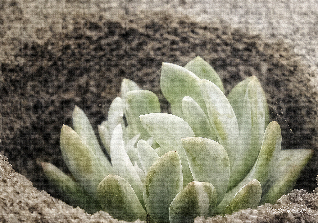 Stone Nest - ID: 15796855 © Candice C. Calhoun