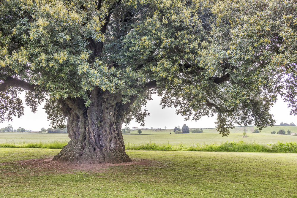 Majestic Tree