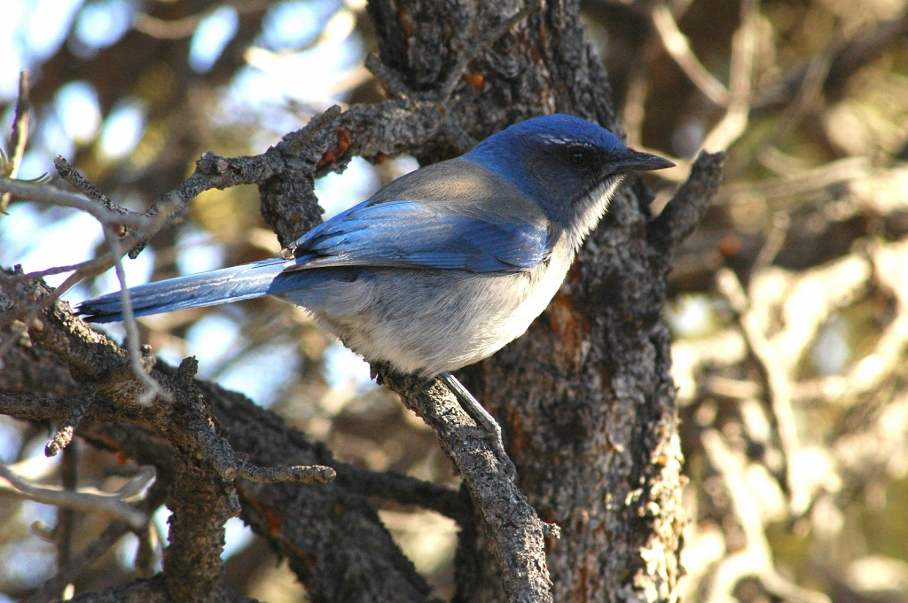 Scrub Jay in Grand Canyon