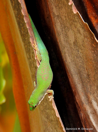 ~ ~ THE GREEN ANOLE ~ ~ 