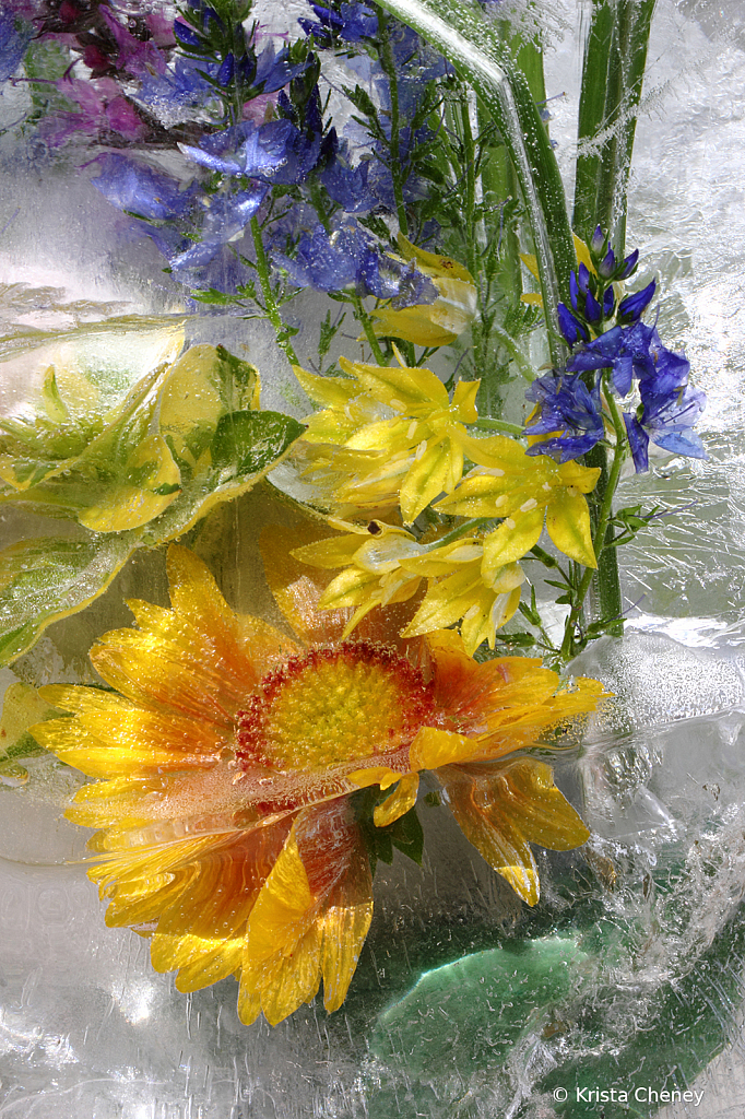 Blanket flower and nemesia in ice