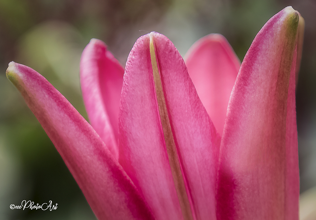 Wineglass Lily - ID: 15797861 © Candice C. Calhoun