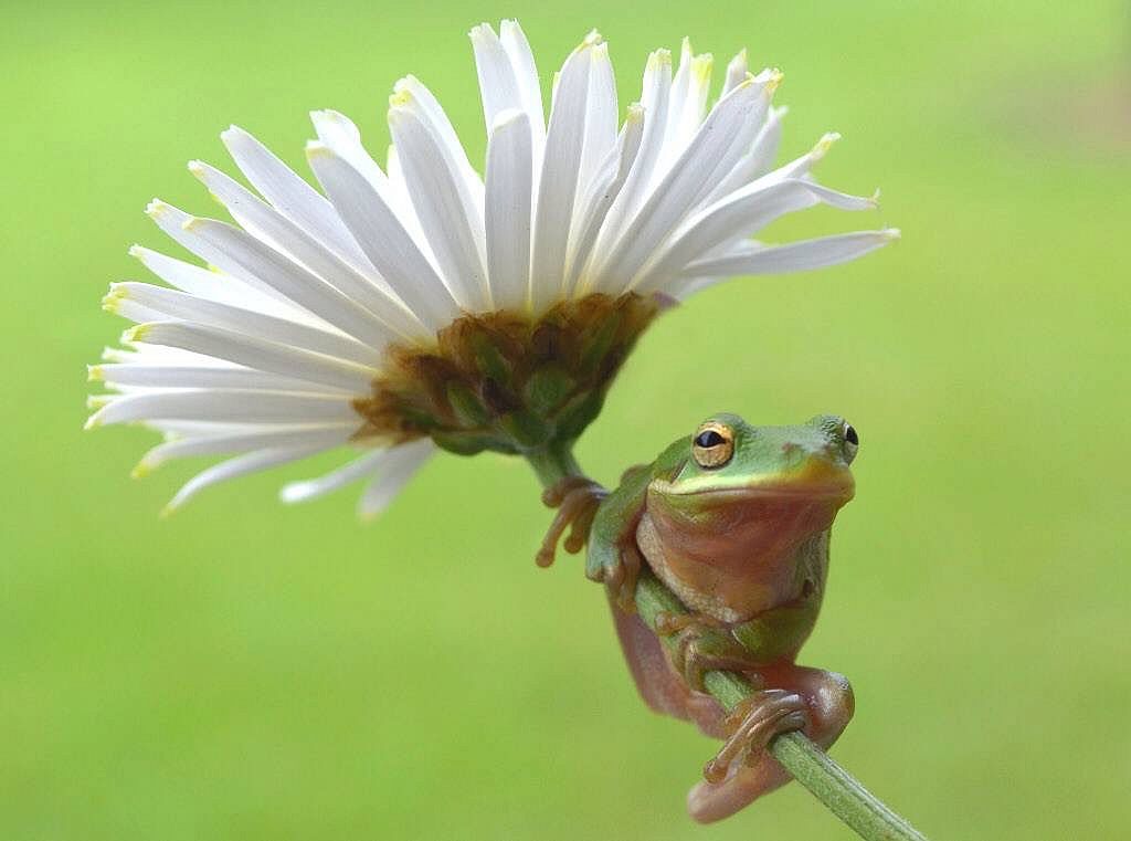 Frog & Flower