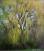 Weeping Willow