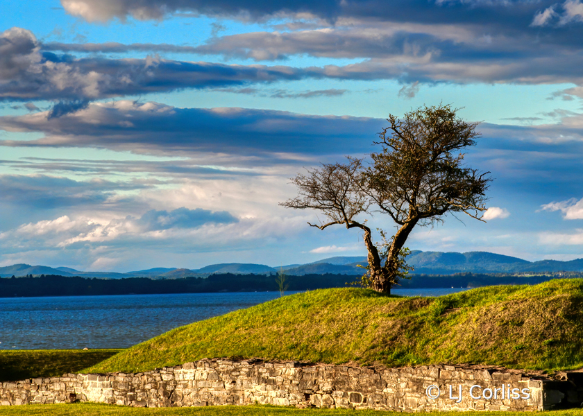 lone tree