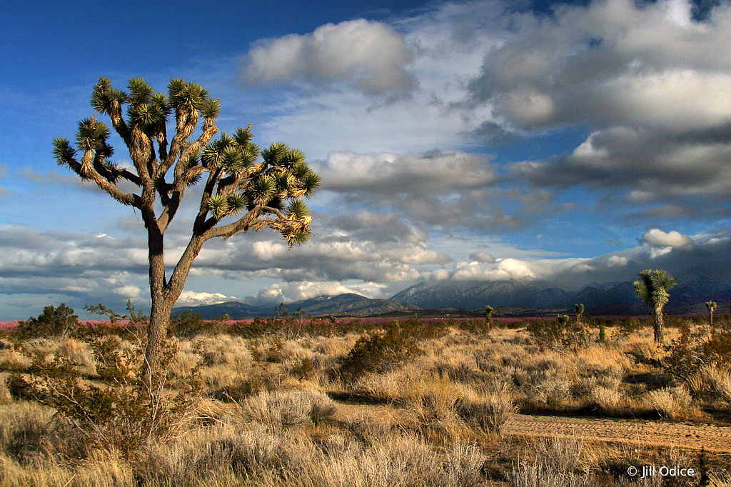 Lonely Joshua Tree