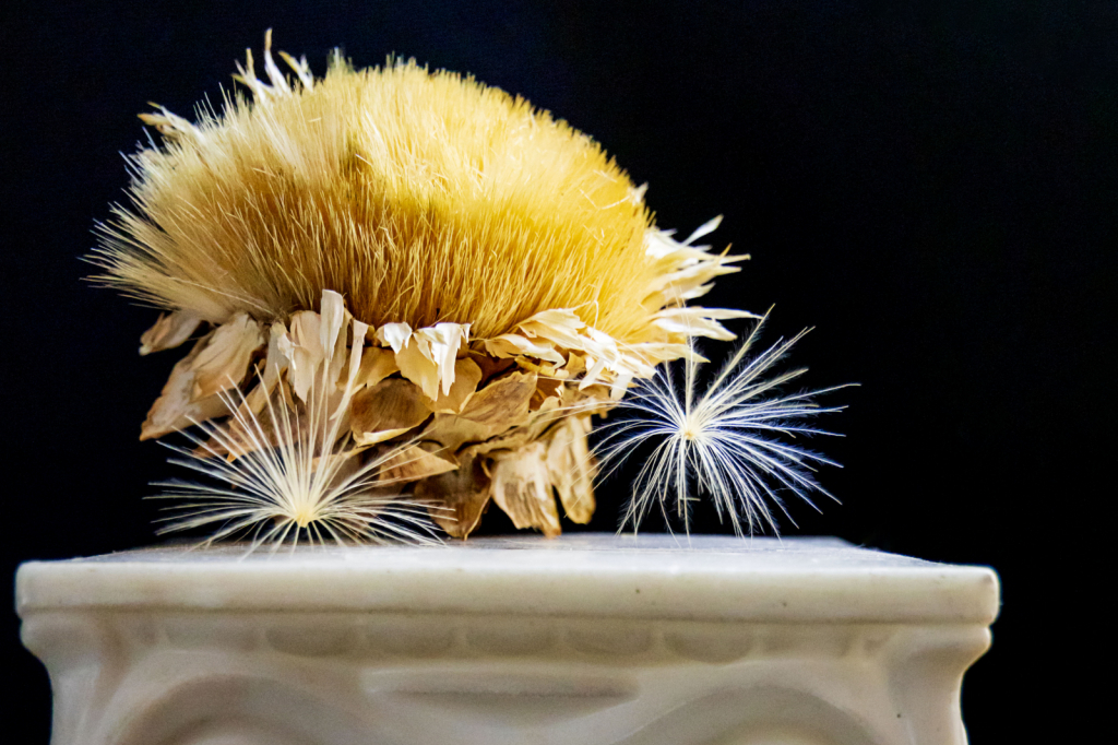 Spotlight on an Artichoke