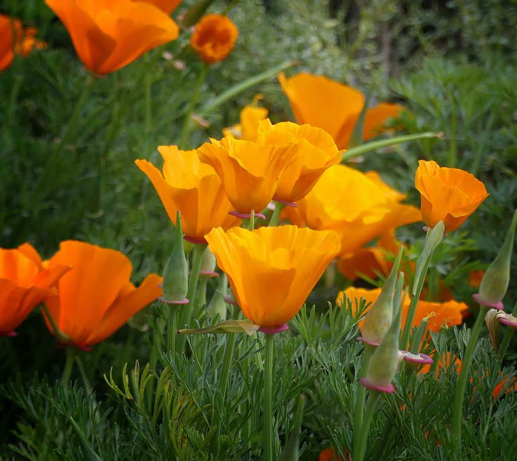 California Poppies