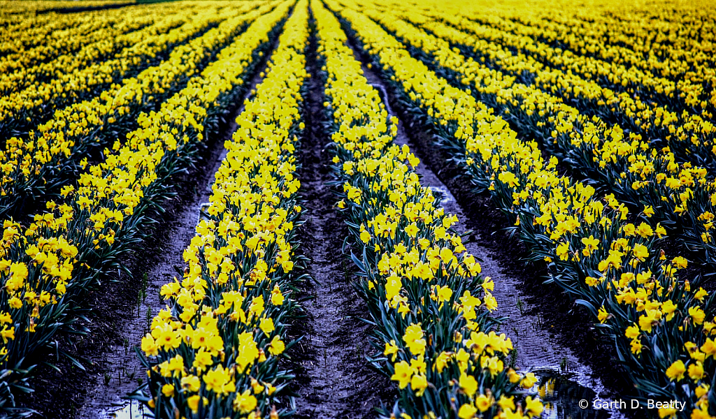 Rows of Spring Flowers in Washington State