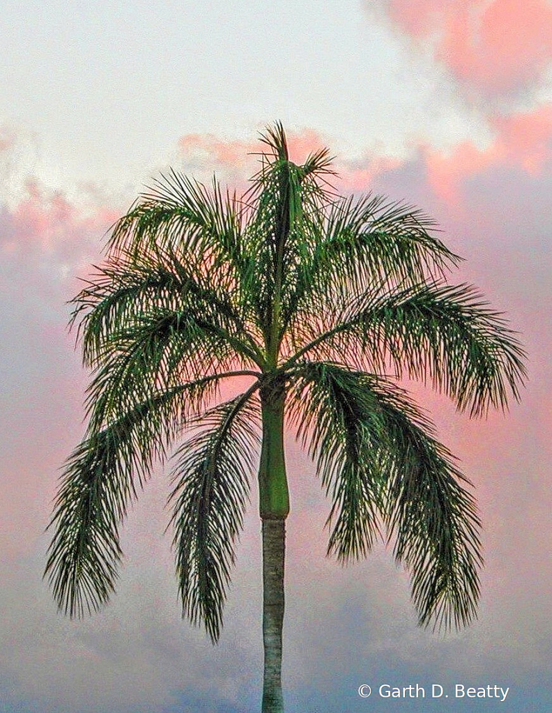 Hawaiian Palm in December 2003