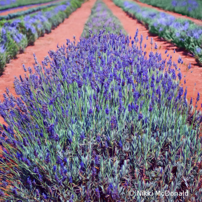 Lovely Lavender