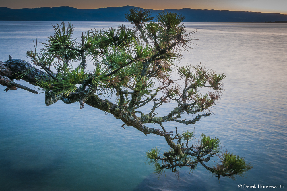 Ponderosa Pine