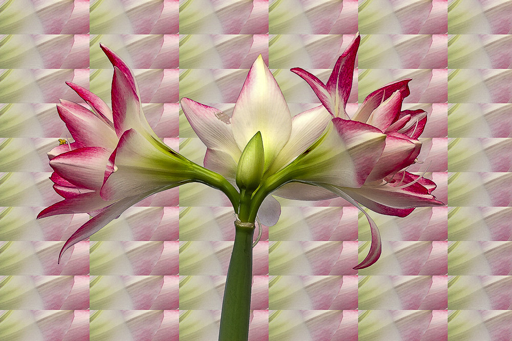 Delicate Amaryllis