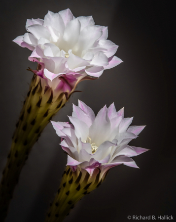 Echinopsis 