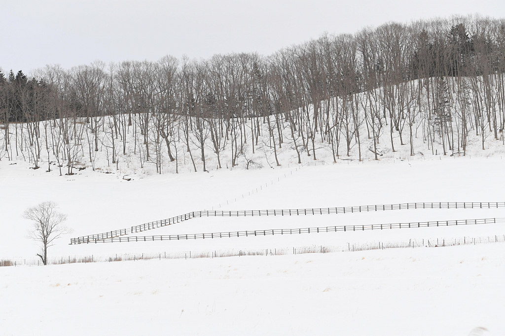 Lines and Fences in Hokkaido - ID: 15799281 © Kitty R. Kono