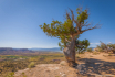 Piñon Pine