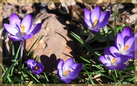 Spring Crocus in Bloom