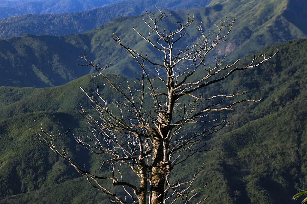 Dry Tree and Mountain
