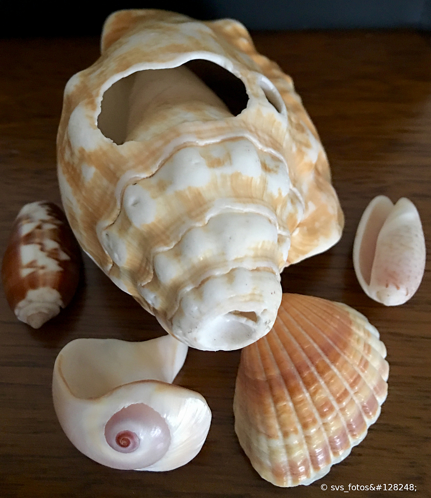  Sea shells 