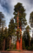 Sequoia National ...