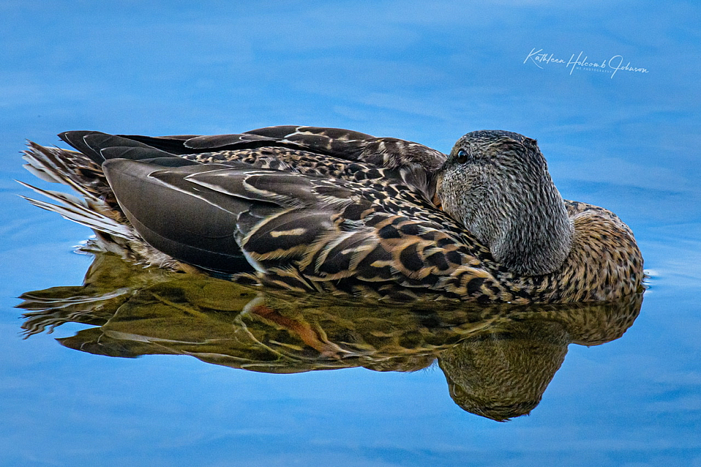 Female Mallards Are Beautiful, Too!