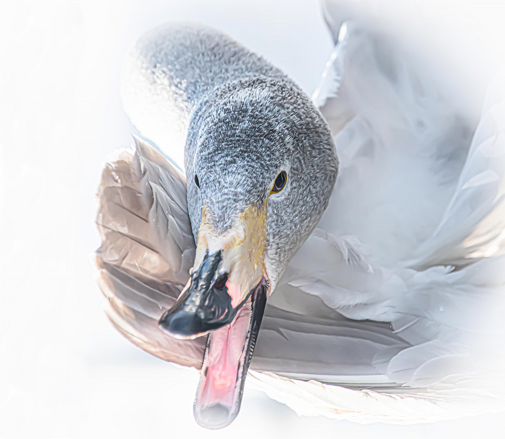 The Whooper Swan - ID: 15799440 © Kitty R. Kono