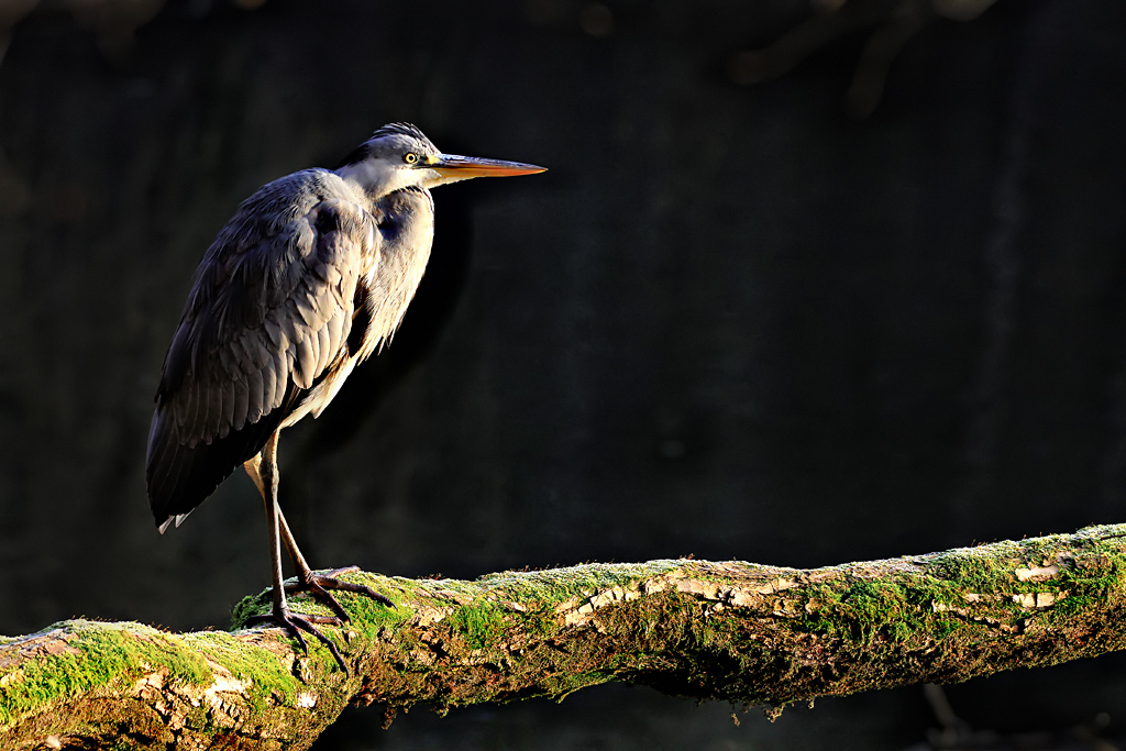 Heron